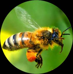 Bee - Emmaus PA